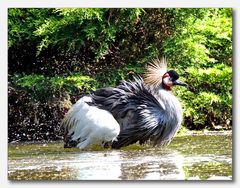 Vogelpark Walsrode #21 (Kronenkranich beim Baden)