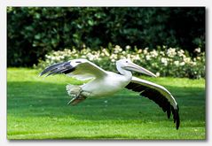 Vogelpark Walsrode #22 (Pelikan im Anflug)