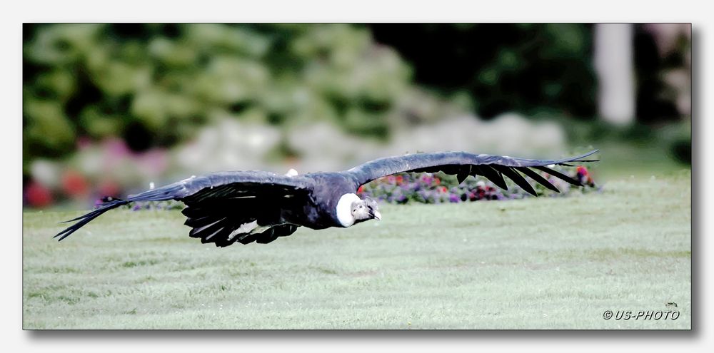 Vogelpark Walsrode #23 (Andenkondor im Anflug)