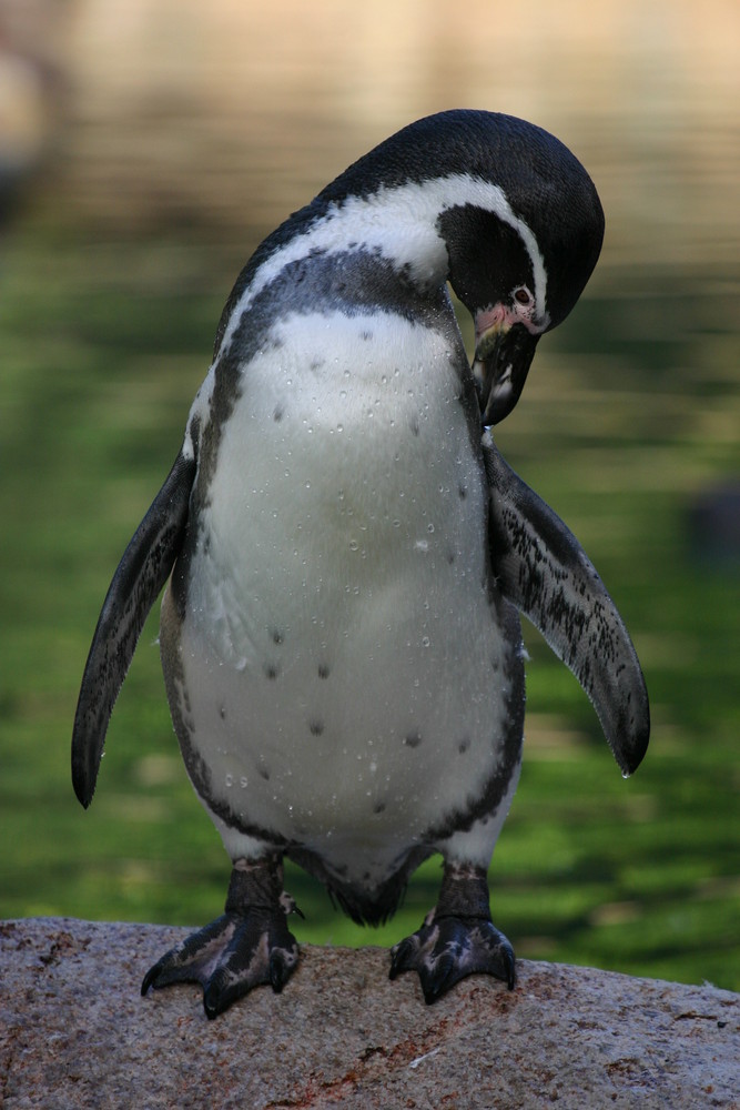 Vogelpark Walsrode