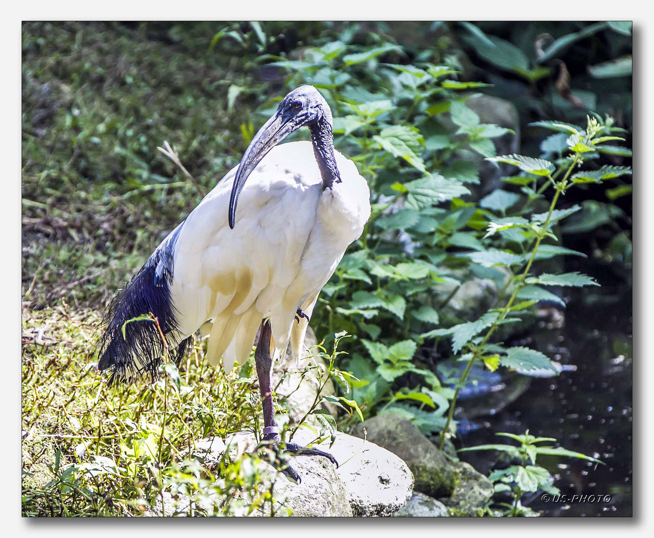 Vogelpark Walsrode #26 (Ibis)