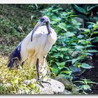 Vogelpark Walsrode #26 (Ibis)