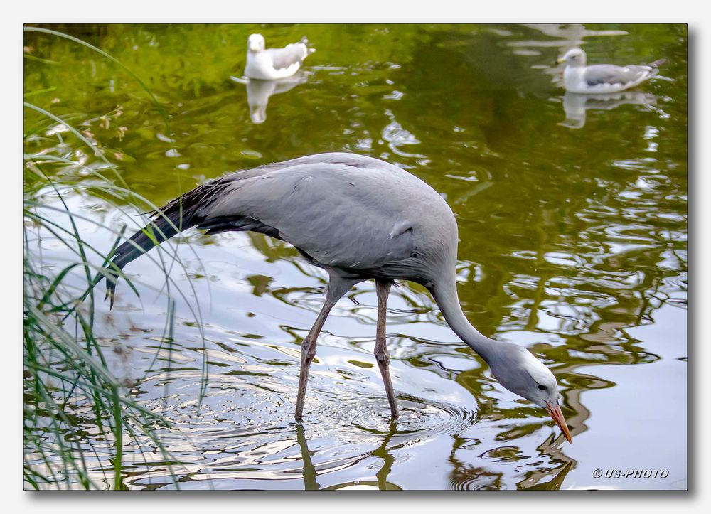 Vogelpark Walsrode #27 ( Reiher)