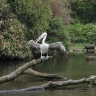 Vogelpark Walsrode