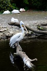 Vogelpark Walsrode 3