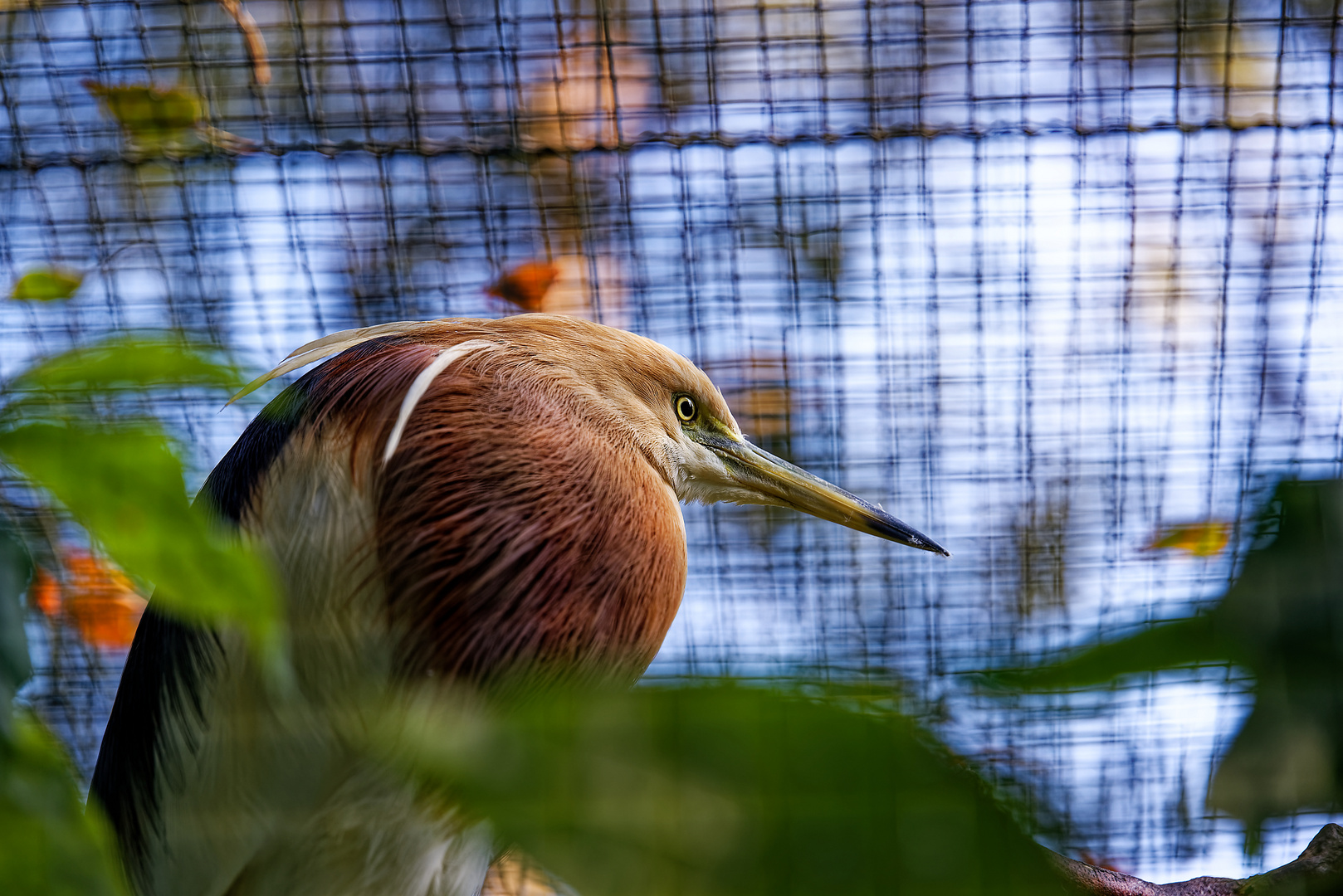 Vogelpark Walsrode