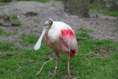 Vogelpark Walsrode