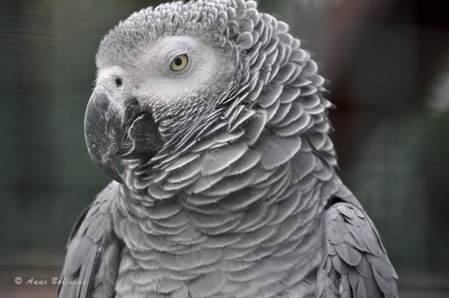 Vogelpark Walsrode