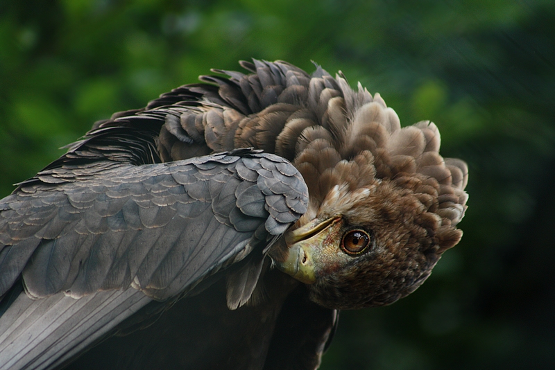 Vogelpark Walsrode