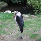 Vogelpark Walsrode