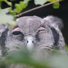 Vogelpark Walsrode