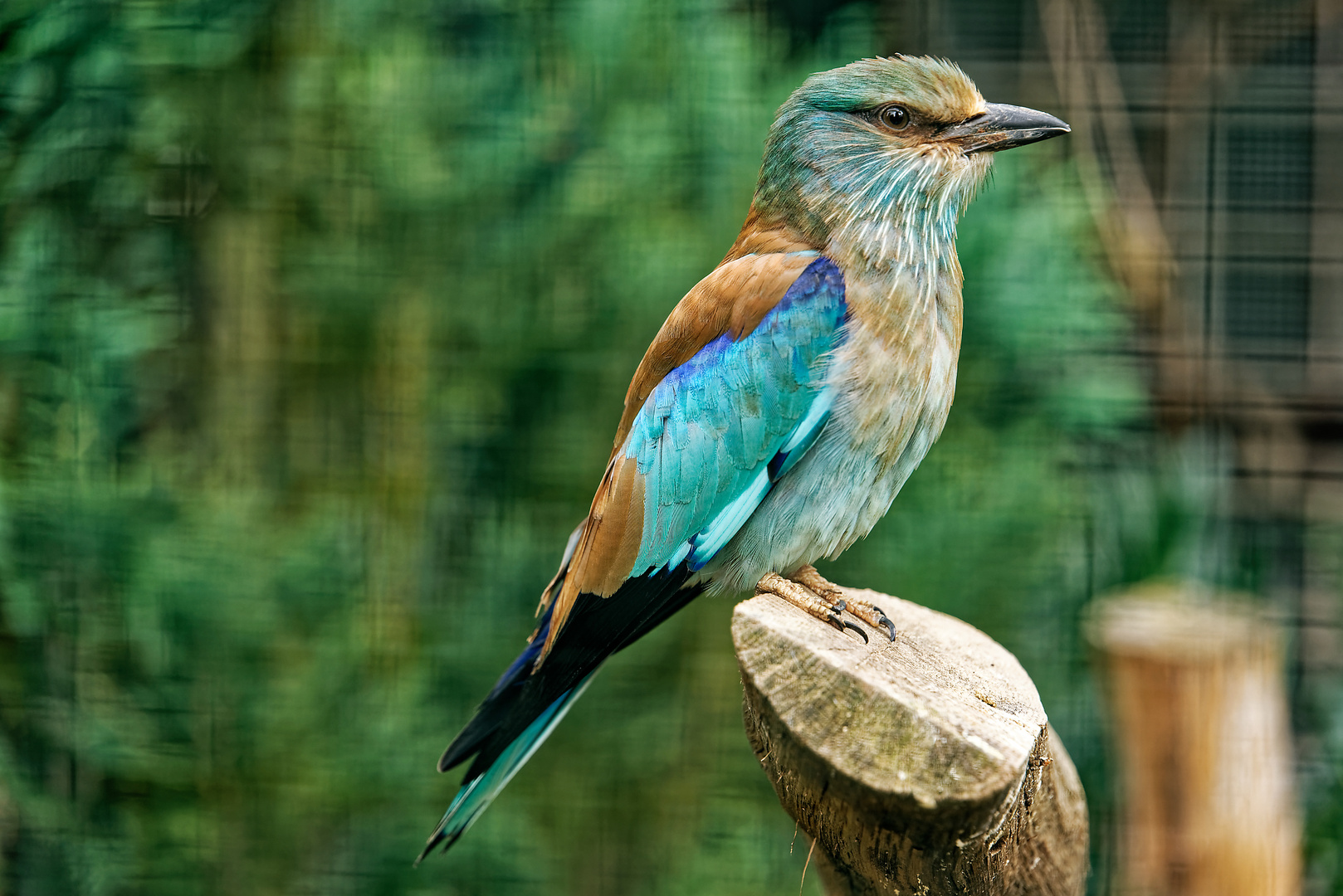 Vogelpark Walsrode