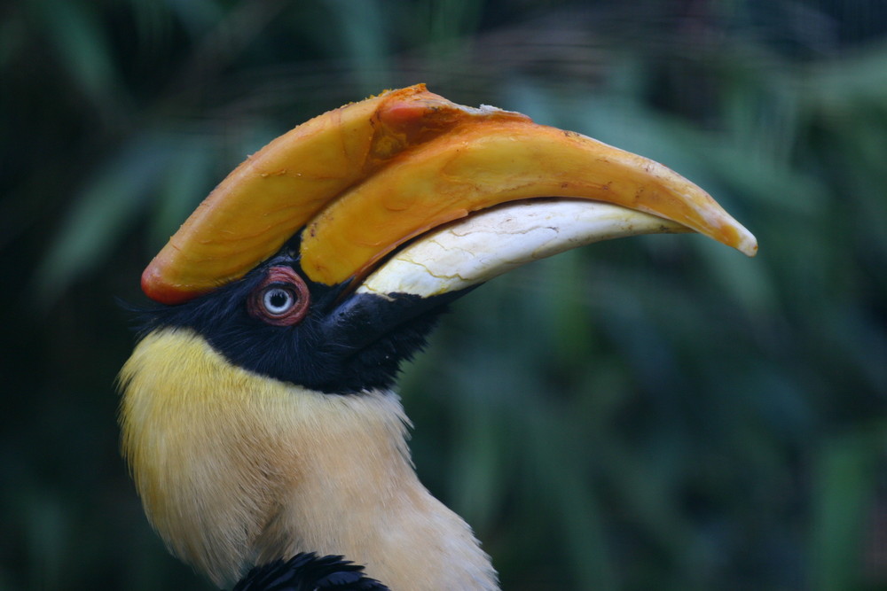 Vogelpark Walsrode