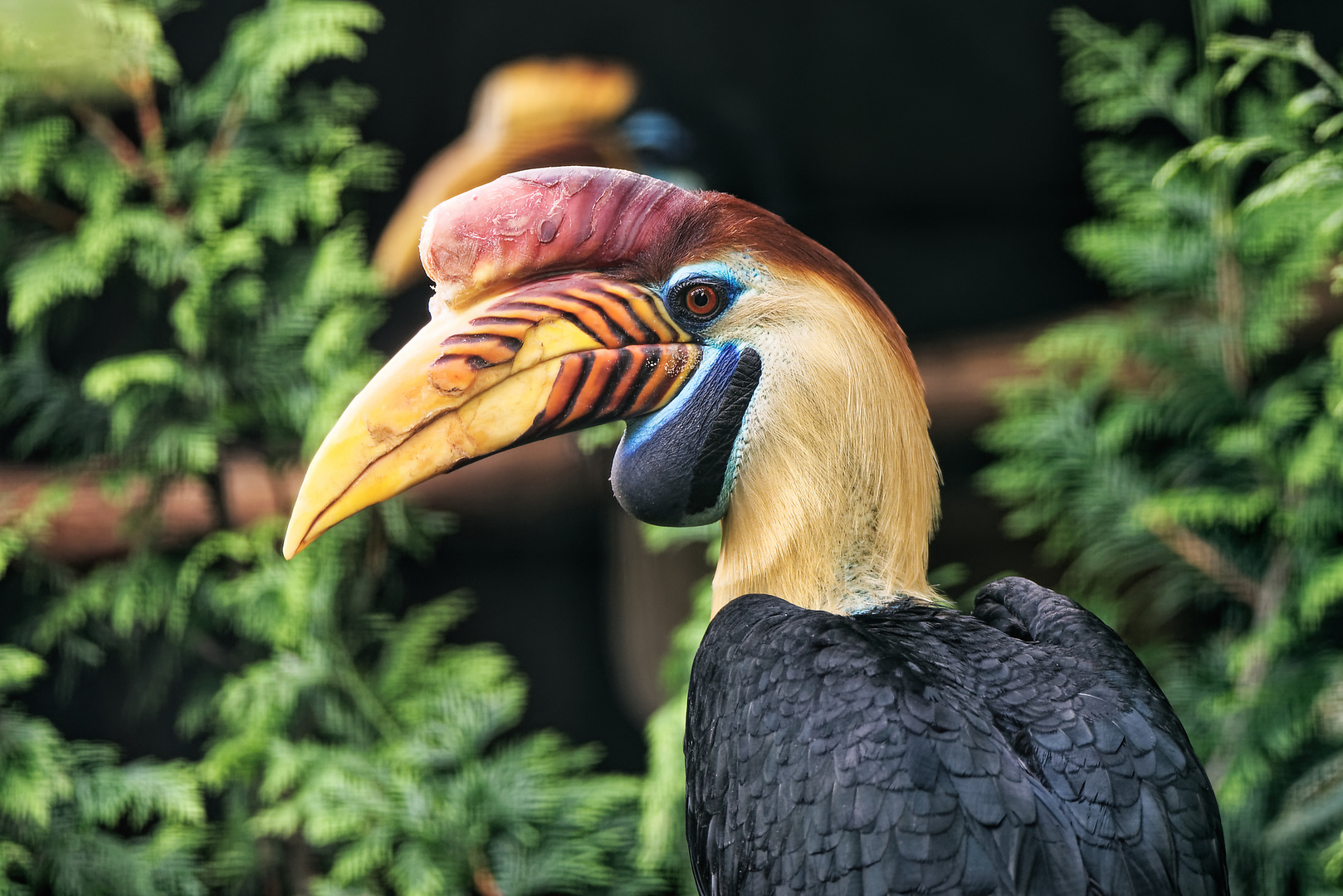 Vogelpark Walsrode