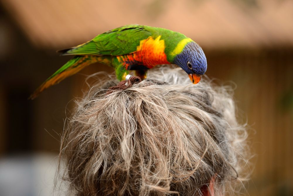 Vogelpark Walsrode 6