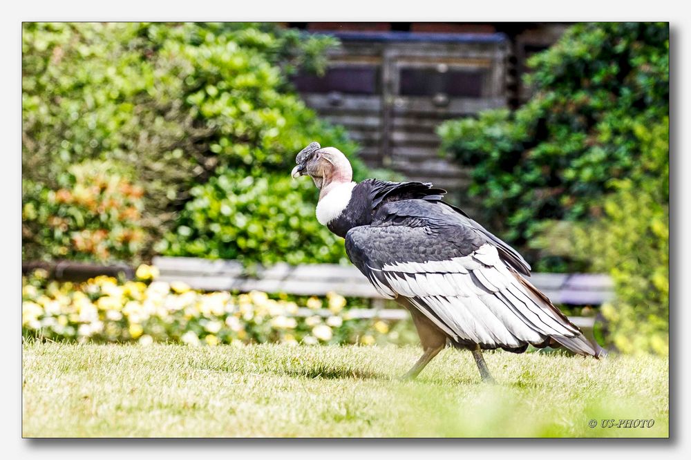 Vogelpark Walsrode #6 (Andenkondor)