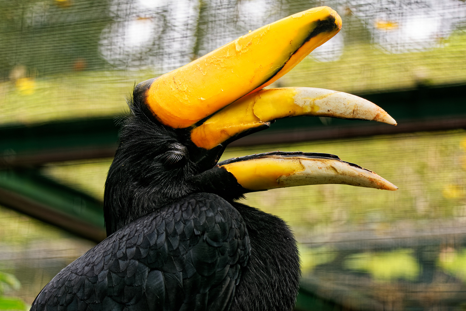 Vogelpark Walsrode