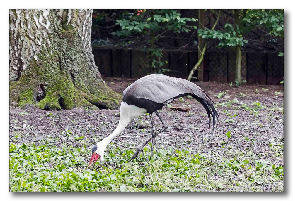 Vogelpark Walsrode #8 (Reiher)