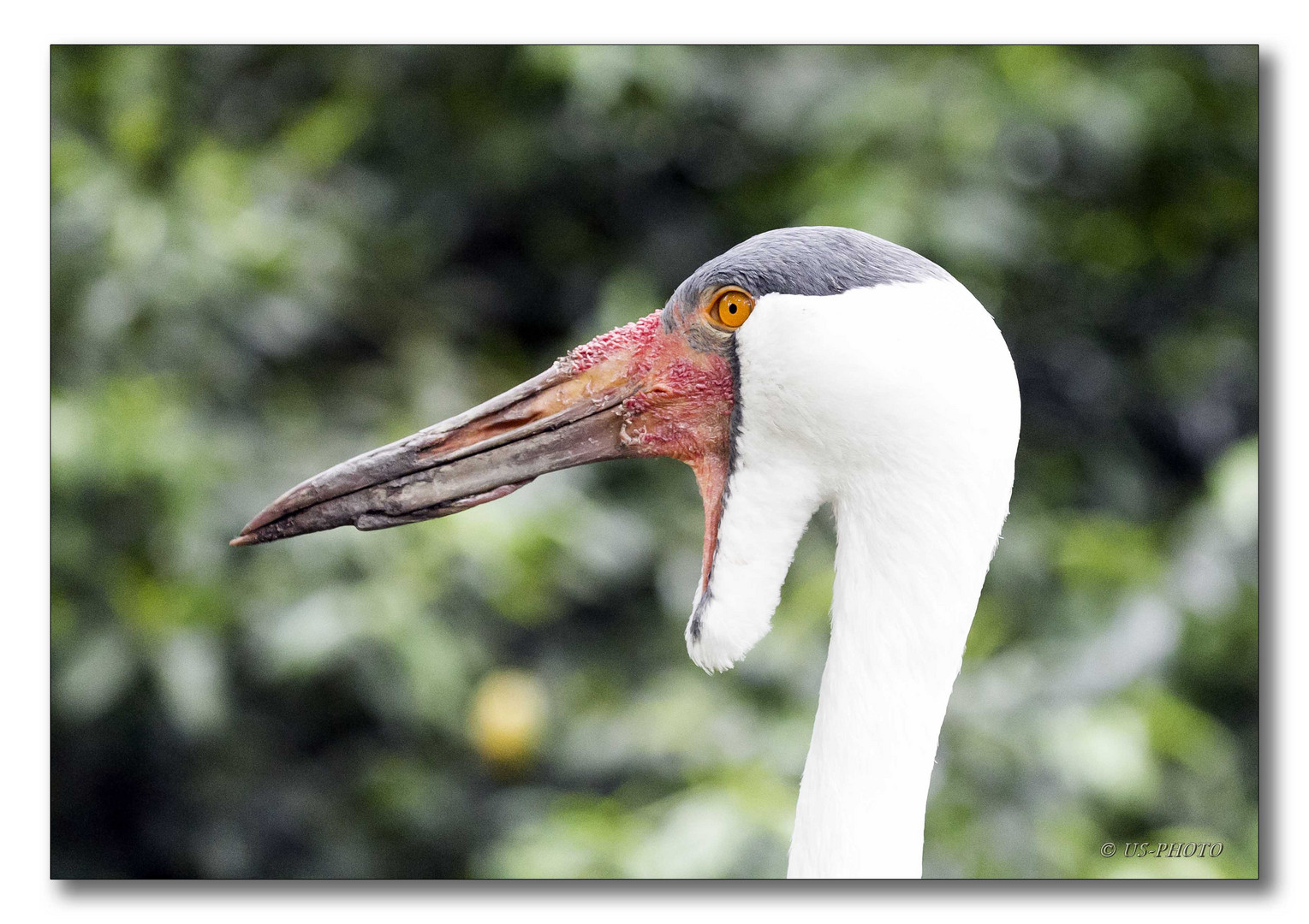 Vogelpark Walsrode #9 (Klunkerkranich)