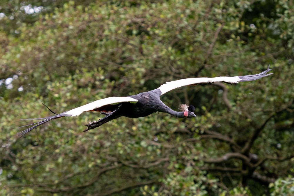 Vogelpark Walsrode