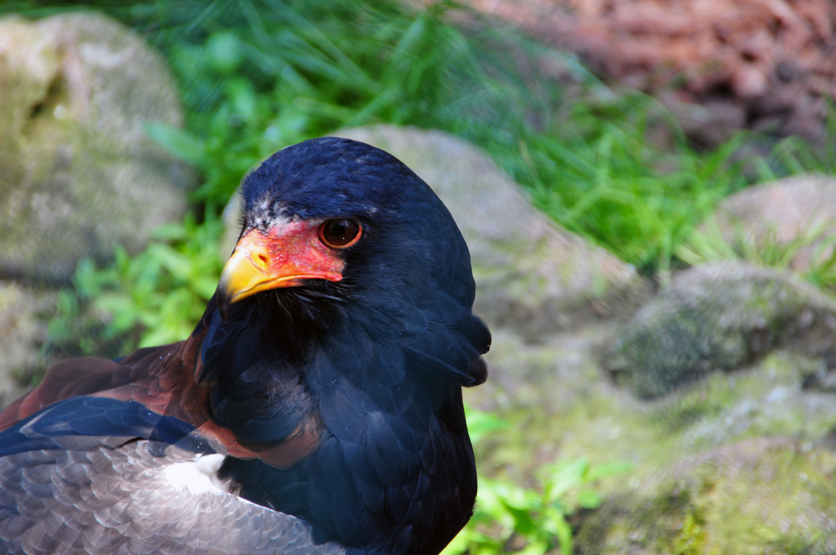 Vogelpark-Walsrode