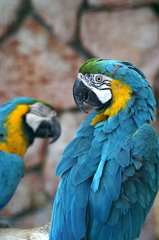 Vogelpark Walsrode