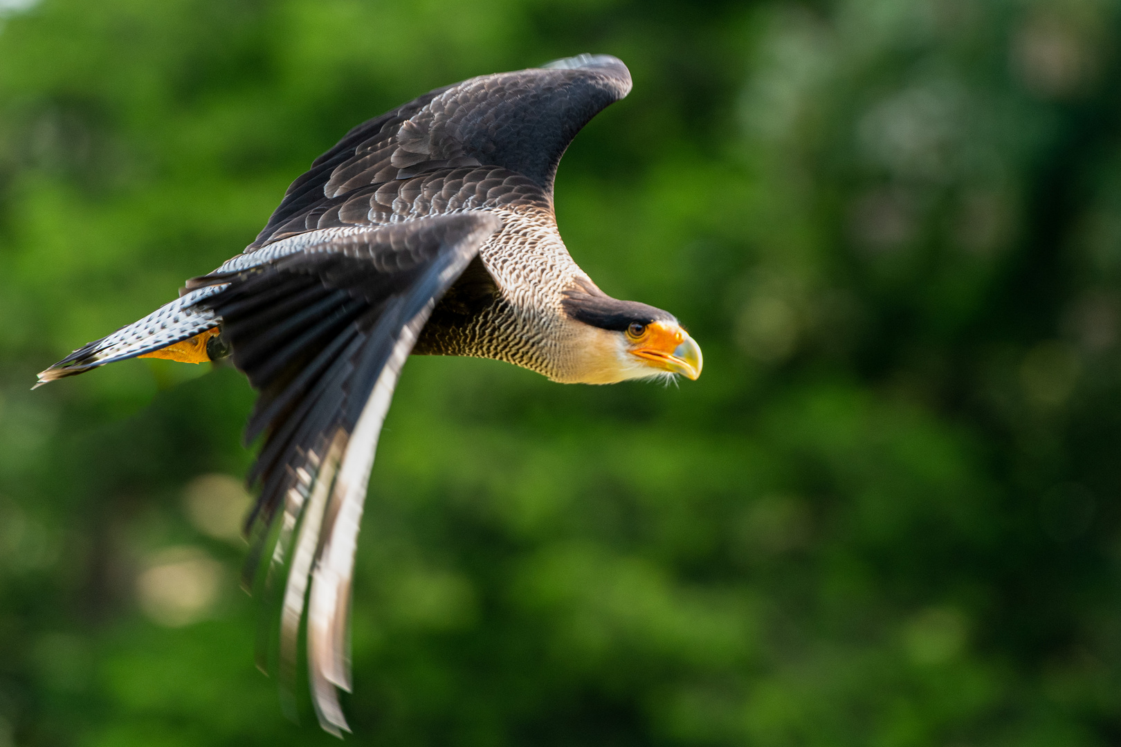 Vogelpark Walsrode