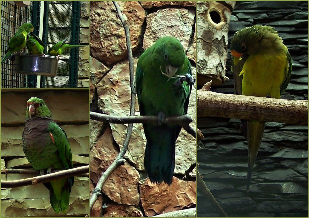 Vogelpark  Walsrode