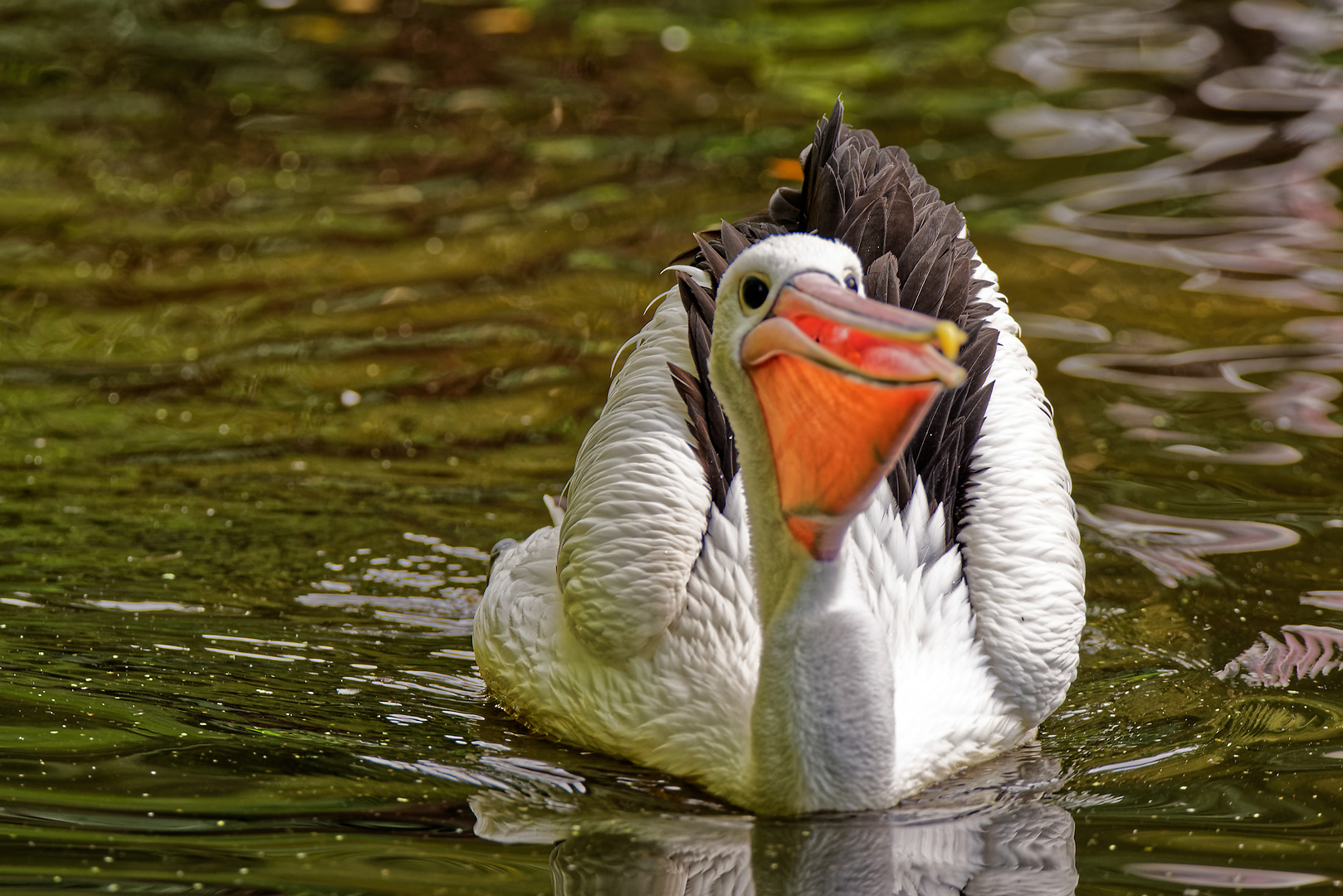 Vogelpark Walsrode