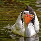 Vogelpark Walsrode