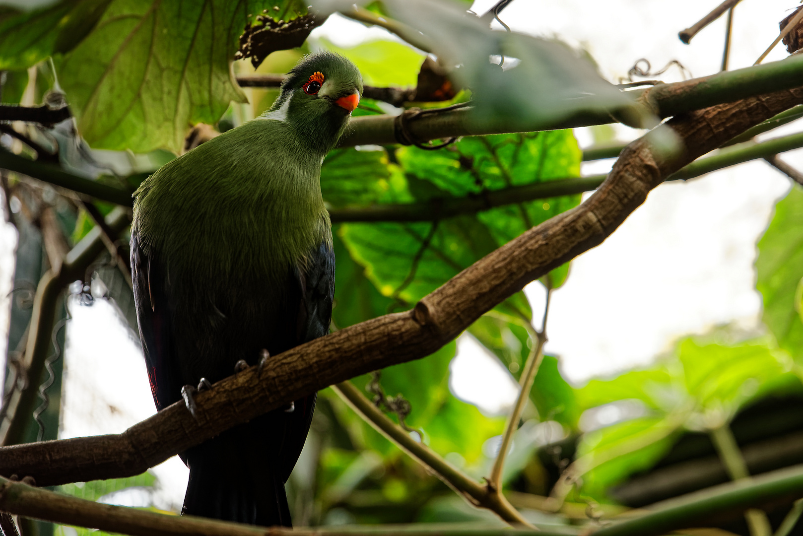 Vogelpark Walsrode