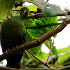 Vogelpark Walsrode