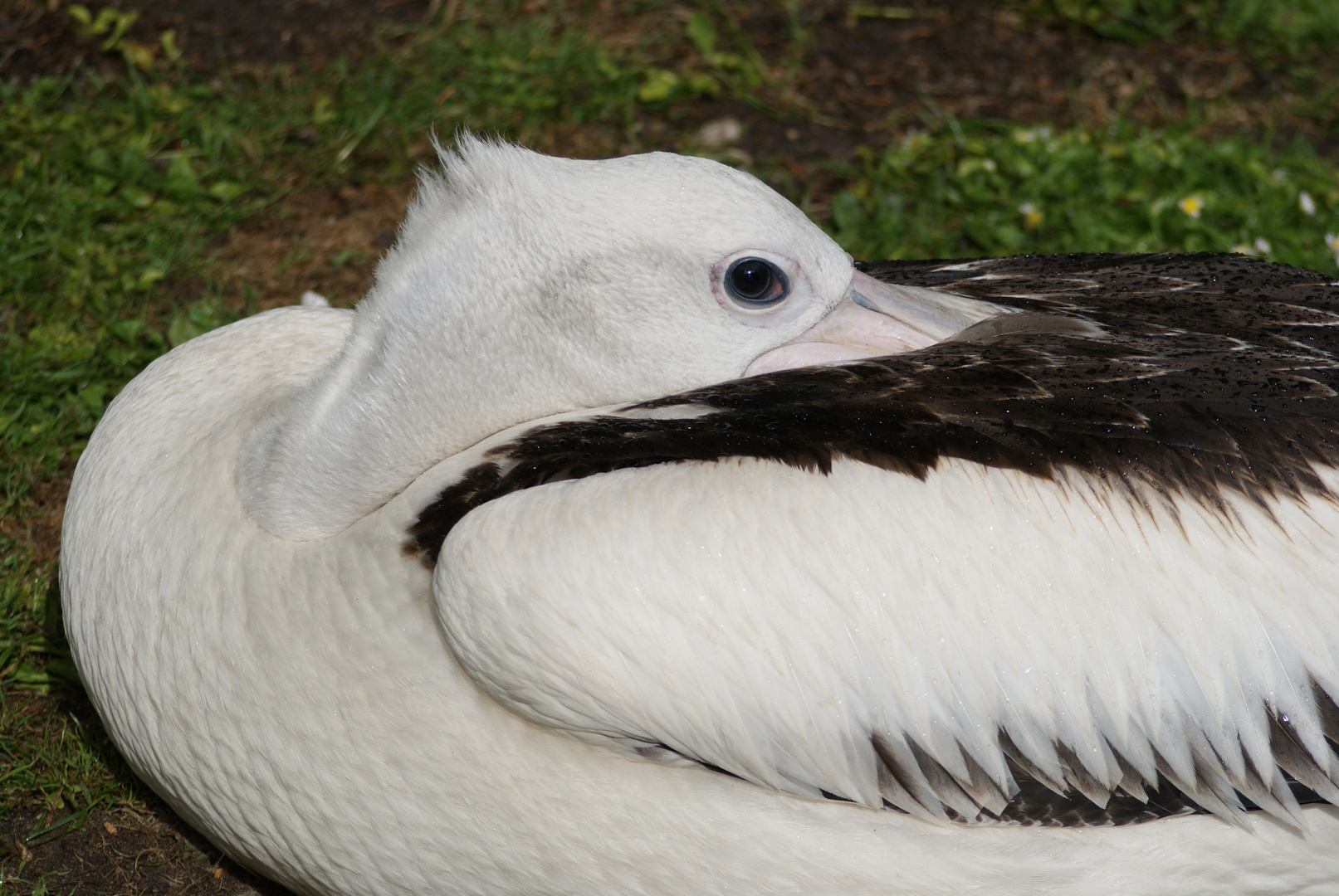 Vogelpark Walsrode