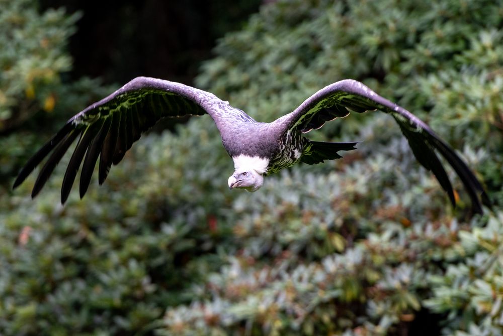 Vogelpark Walsrode