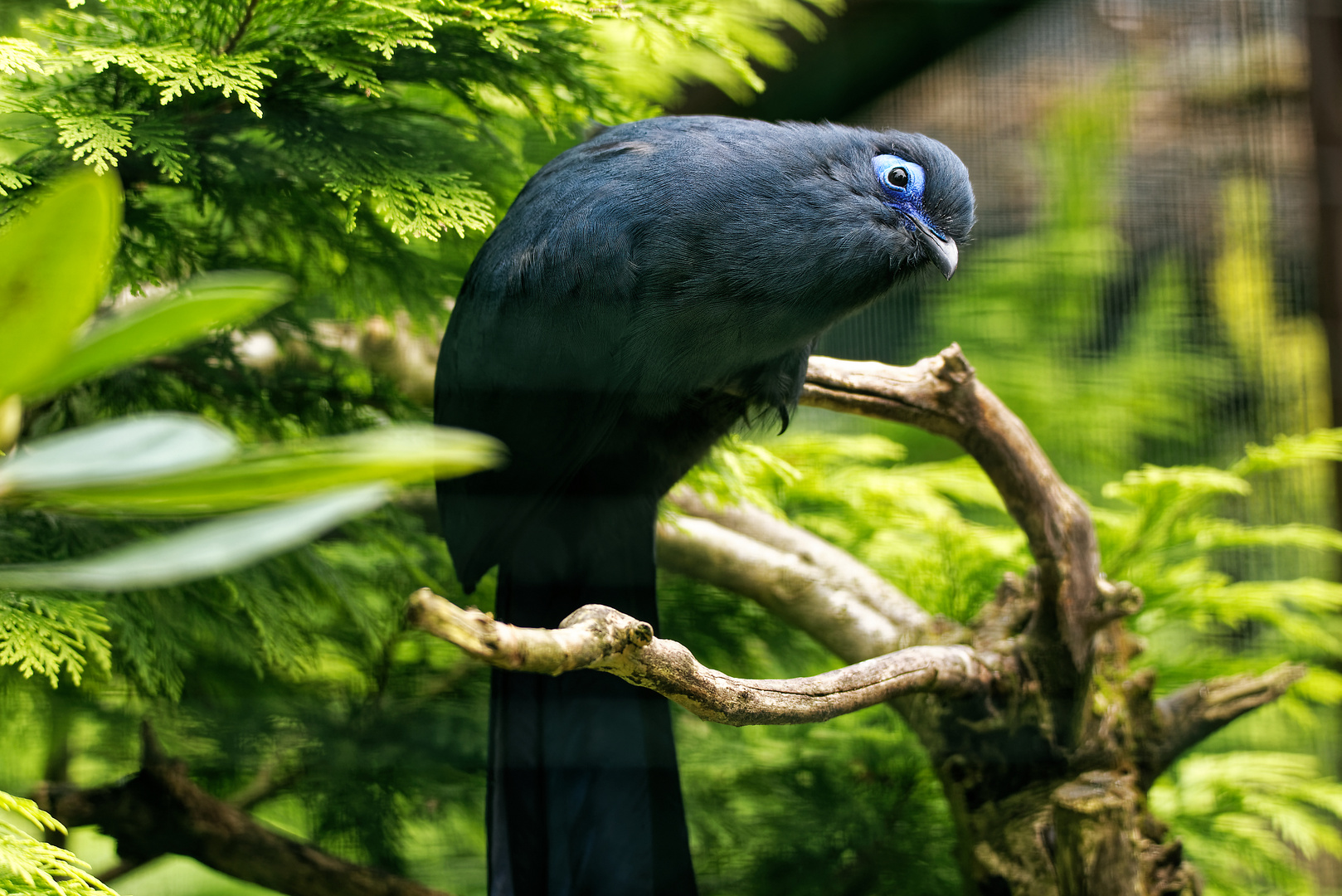 Vogelpark Walsrode