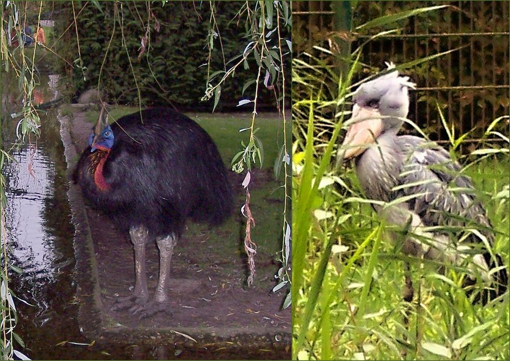 Vogelpark  Walsrode