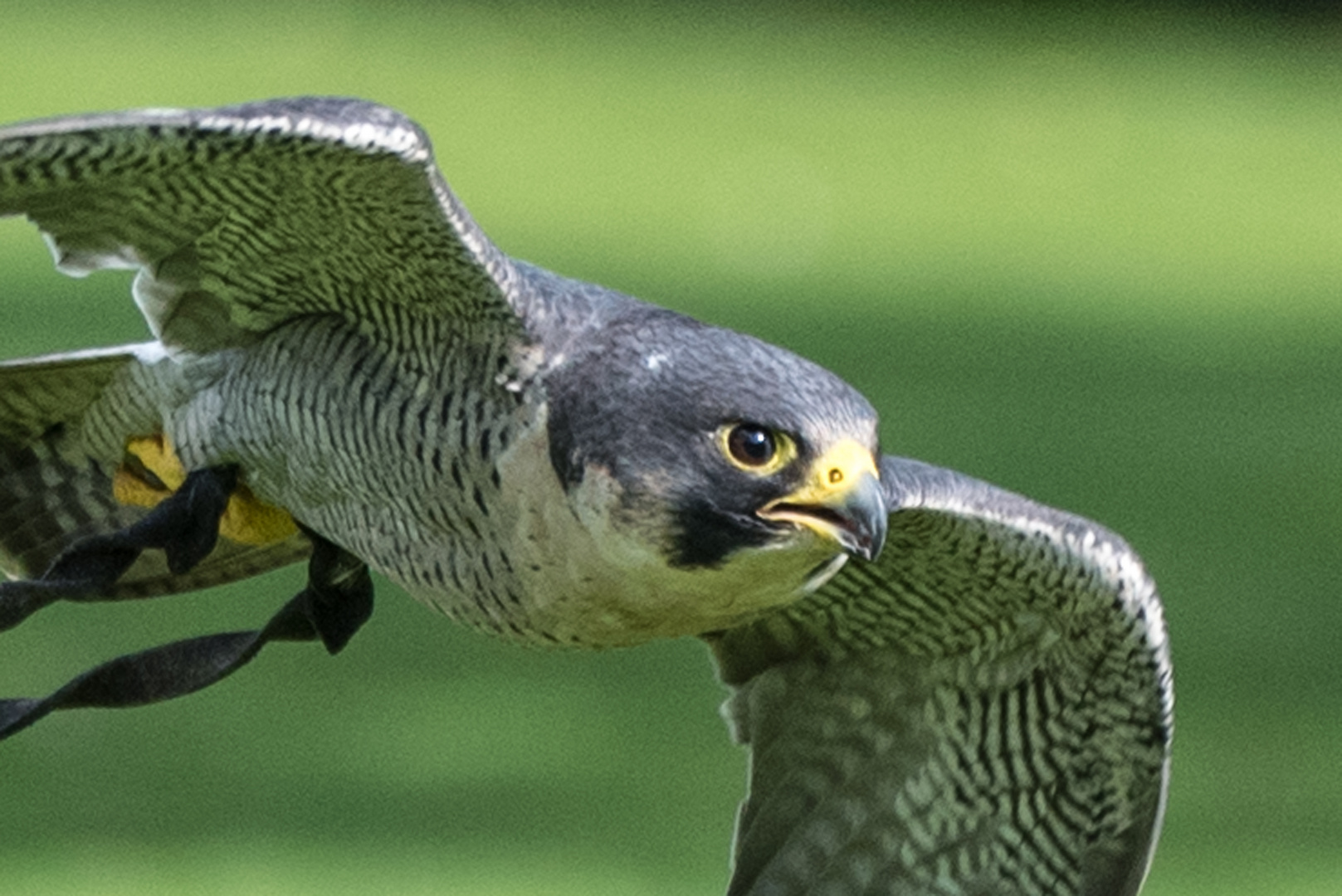 Vogelpark Walsrode - Falke im Flug