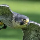 Vogelpark Walsrode - Falke im Flug