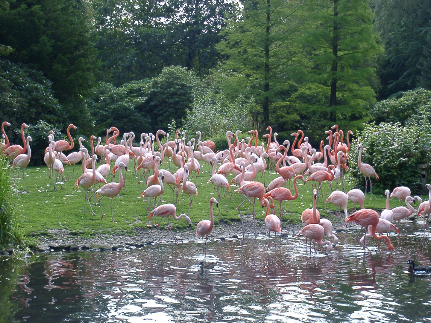 Vogelpark Walsrode-Flamingoland