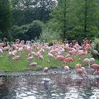 Vogelpark Walsrode-Flamingoland