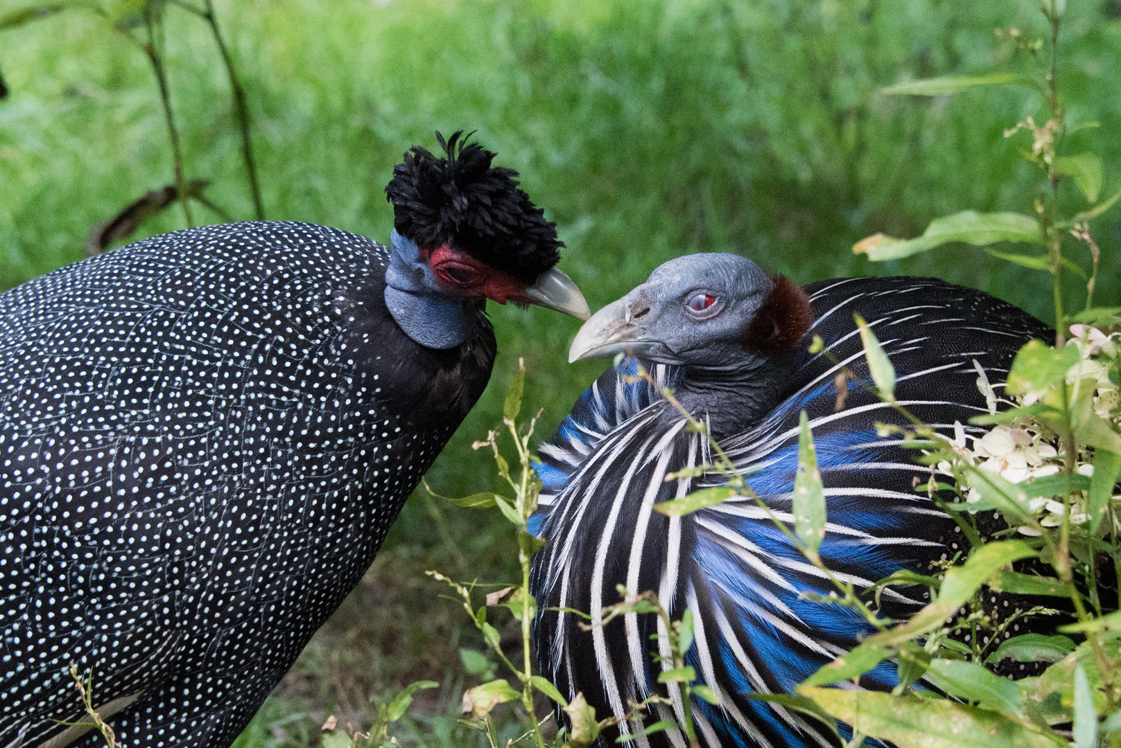 Vogelpark Walsrode - Perlhühner 