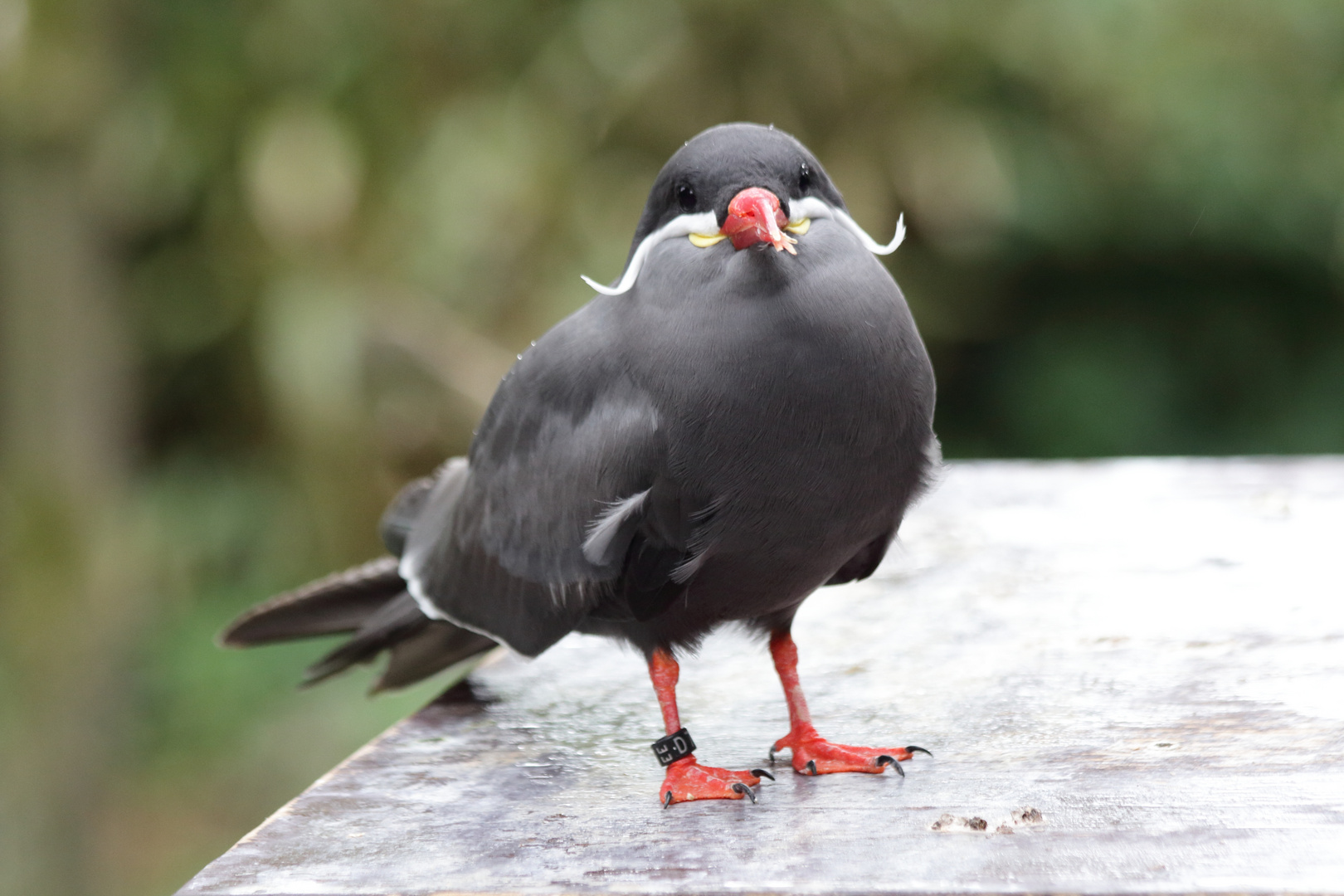 Vogelpark Walsrode_2361