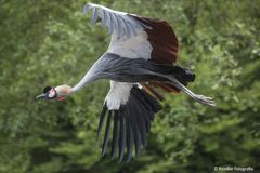 Vogelpark walsrode_3137