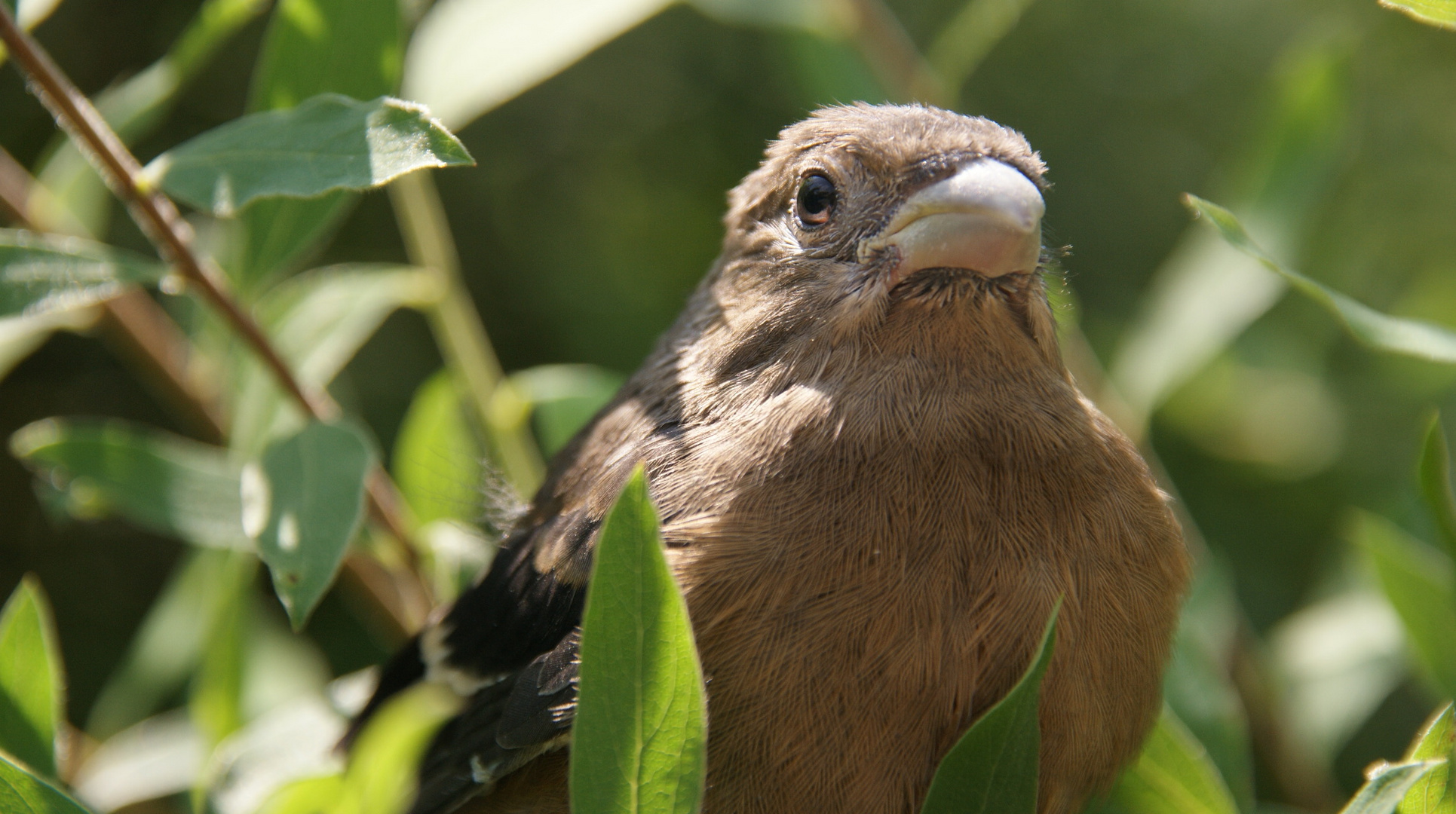 Vogelperspektive