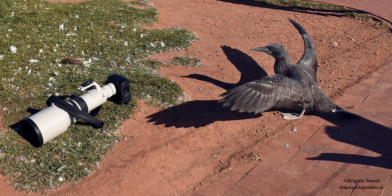 Vogelperspektive