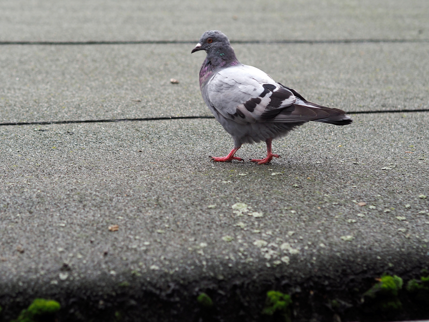 Vogelperspektive