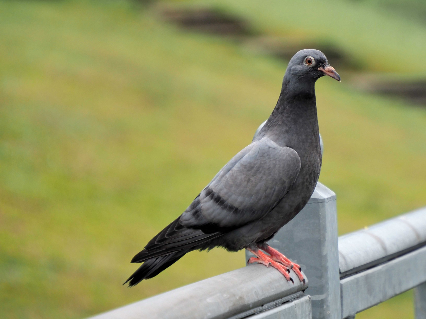 Vogelperspektive