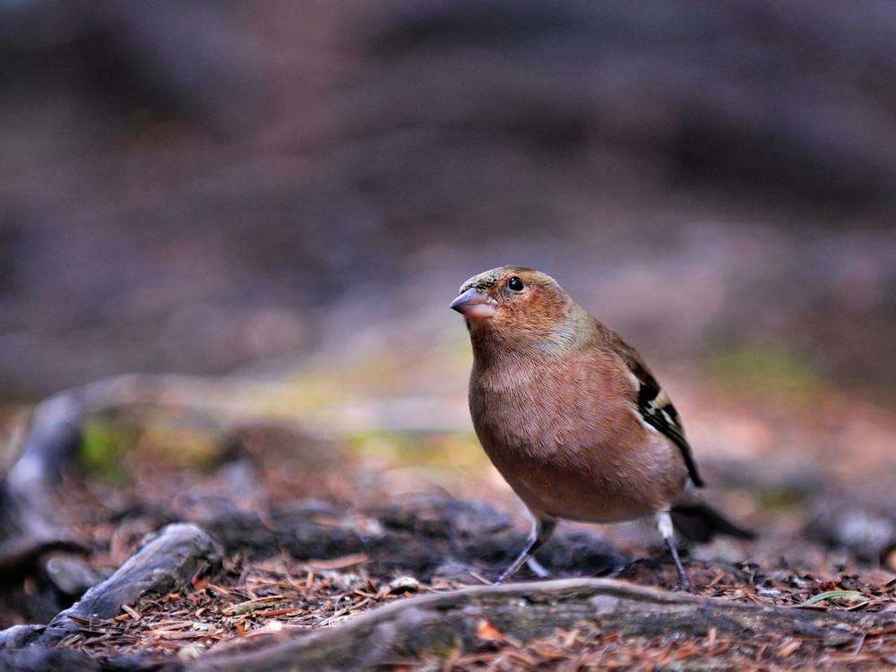 Vogelperspektive