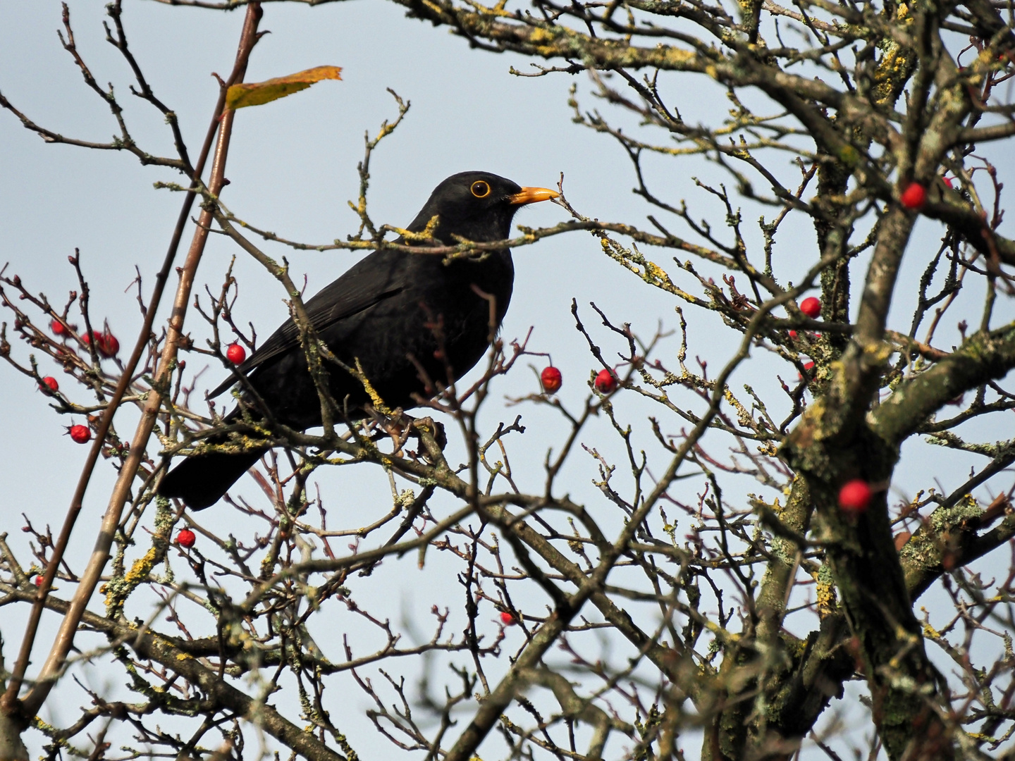 Vogelperspektive