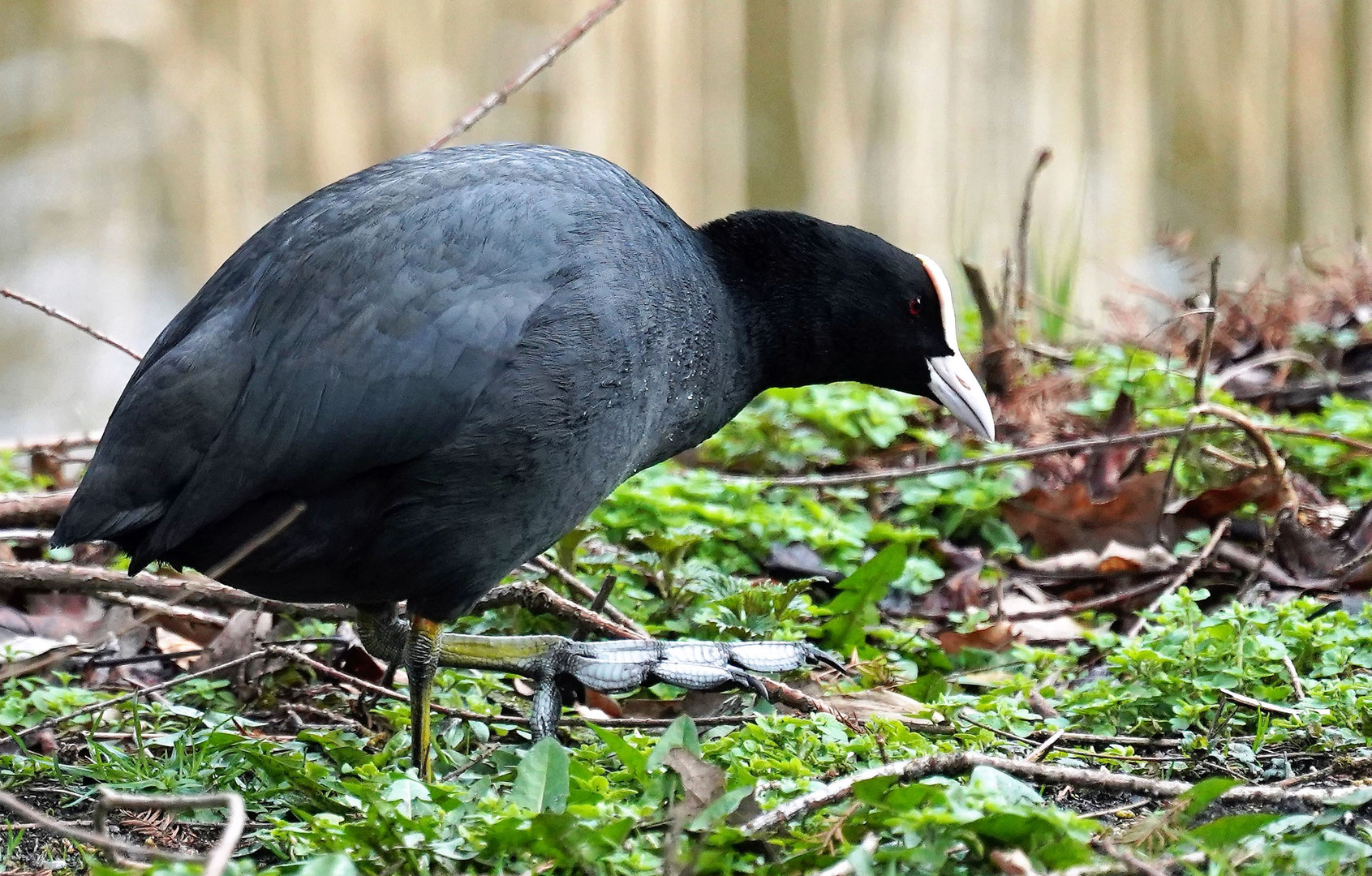 Vogelperspektive